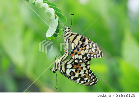 蝶 チョウ 蝴蝶 53683129