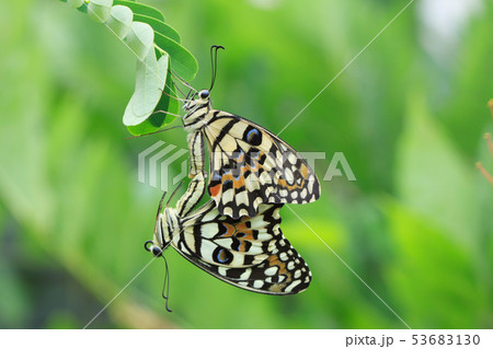 蝶 チョウ 蝴蝶 53683130