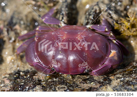 スベスベマンジュウガニ スベスベマンジュウガニ 53683304