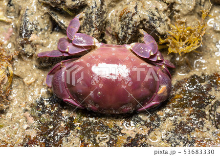 スベスベマンジュウガニ スベスベマンジュウガニ 53683330