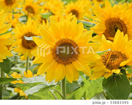 ひまわり、ヒマワリ、向日葵 53683393