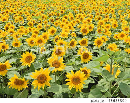 ひまわり、ヒマワリ、向日葵 53683394