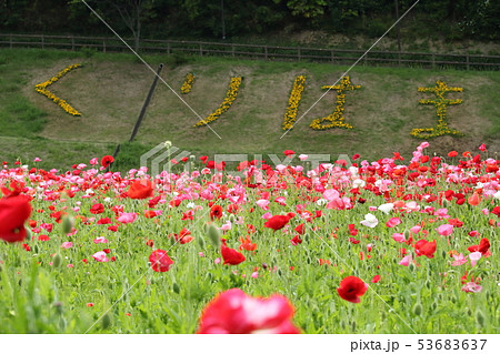 くりはま花の国のポピー畑 53683637
