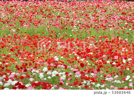くりはま花の国のポピー畑 53683646