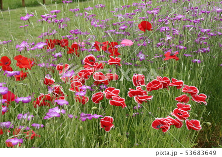 くりはま花の国のポピー畑 53683649
