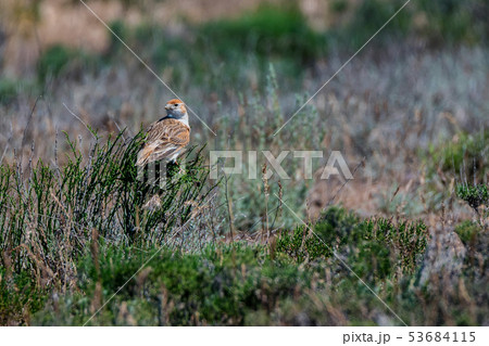 White-winged Lark or Alauda leucoptera perches on twig 53684115