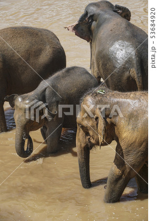 elephants having bath in a pond at nature 53684920