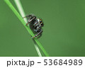 Beautiful Jumping Spider on a green background. 53684989