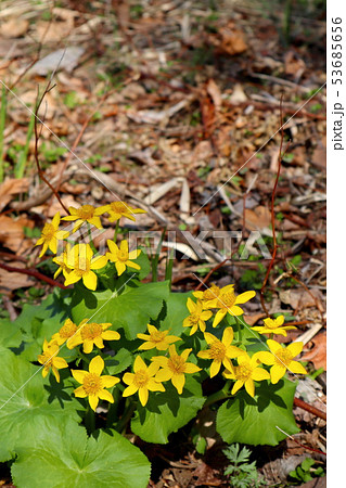 エゾノリュウキンカ 53685656