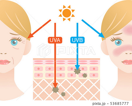 紫外線　肌の構造　女性 53685777