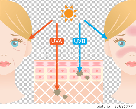 紫外線　肌の構造　女性 53685777