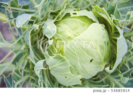 cabbage in the garden, eaten by pests in the cabbage in the garden, eaten by pests in the 53685914