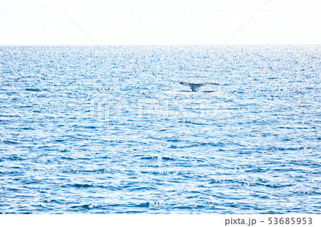in australia a free whale in the ocean 53685953