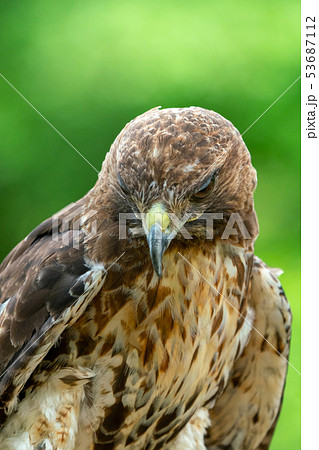 red-tailed hawk or Buteo jamaicensis close-up red-tailed hawk or Buteo jamaicensis close-up 53687112