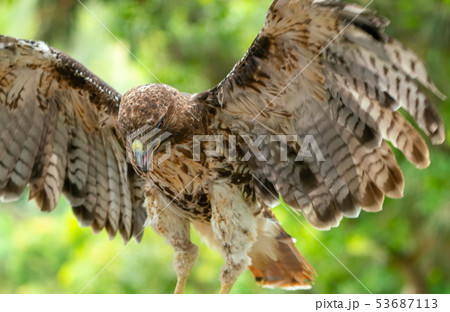 red-tailed hawk or Buteo jamaicensis close-up red-tailed hawk or Buteo jamaicensis close-up 53687113