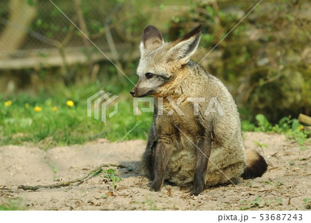 Bat eared fox Otocyon megalotis 53687243