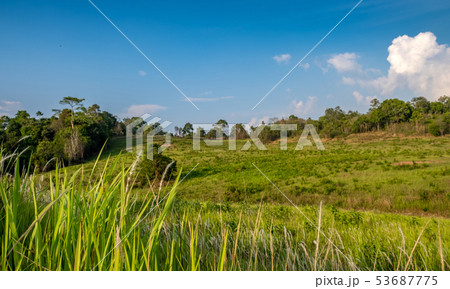 Forest meadow in sunny day 53687775