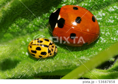 Macro of two Caucasian Caucasian ladybirds sitting 53687858