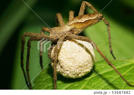 Macro of the Caucasian spider-wolf family Macro of the Caucasian spider-wolf family 53687882
