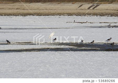 Caucasian Little White Heron and flock of crows 53689266