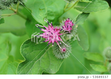 Macro of inflorescences and purple burdock 53689337