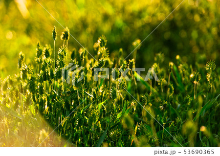 Green wild grass in the setting sun lights Green wild grass in the setting sun lights 53690365