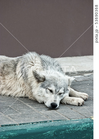 Sleeping stray dog on the pavement near curbstone Sleeping stray dog on the pavement near curbstone 53690368
