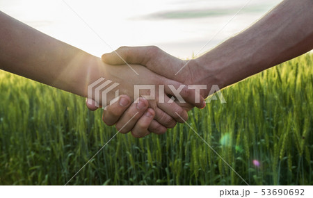 Two farmers shaking hands against the background of a wheat field, close-up 53690692