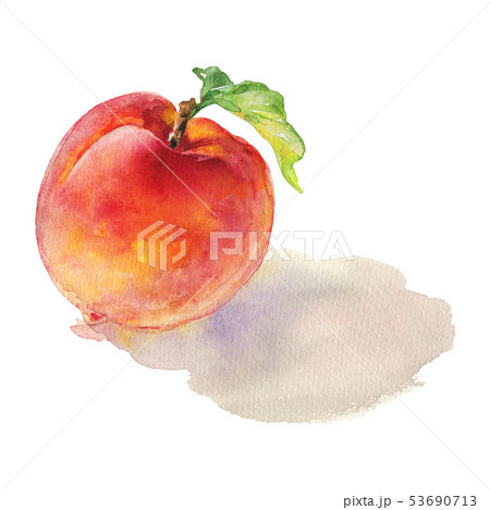 Watercolor peach 53690713