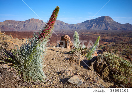 Tower of jewels plant in Teide National Park, 53691101