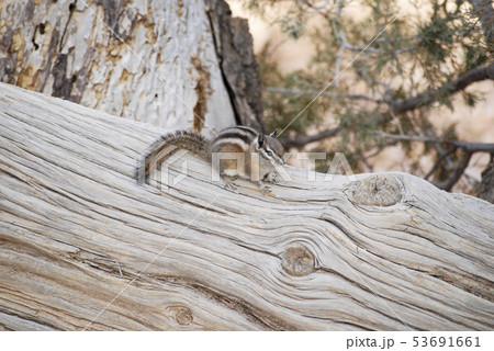 Cute little chipmunk sitting on a tree trunk 53691661