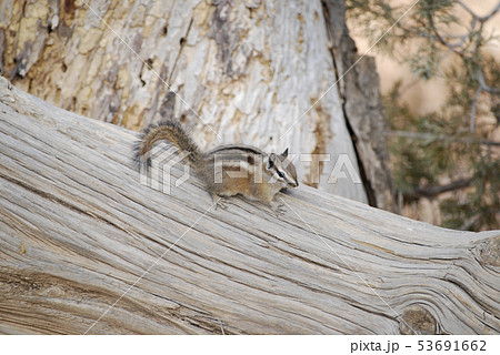 Cute chipmunk on a fallen tree trunk 53691662