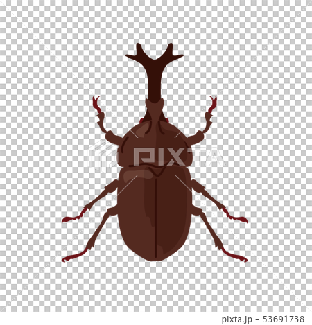 Beetle illustration 53691738