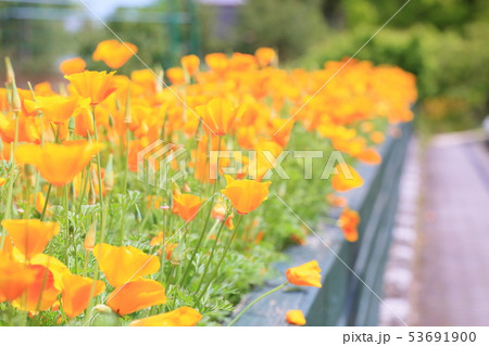 ハナビシソウの花 ハナビシソウの花 53691900