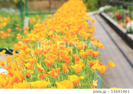 ハナビシソウの花 53691901