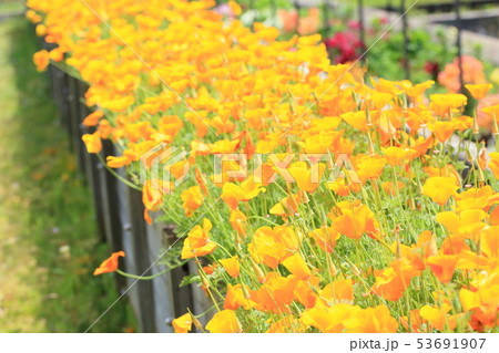 ハナビシソウの花 53691907