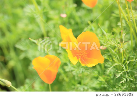 ハナビシソウの花 53691908