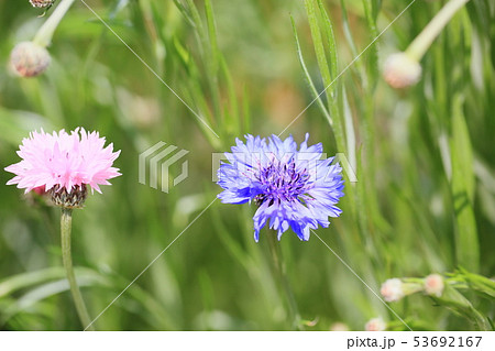 ヤグルマギクの花 53692167