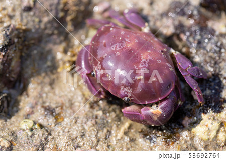 スベスベマンジュウガニ スベスベマンジュウガニ 53692764