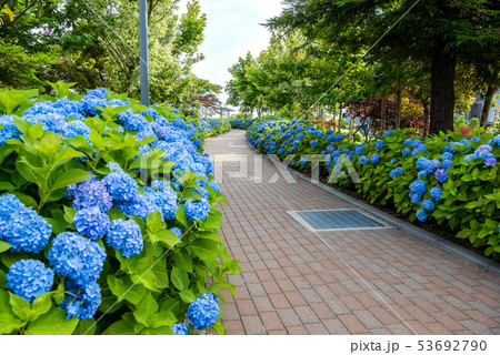 お台場　シンボルプロムナード公園の紫陽花 53692790