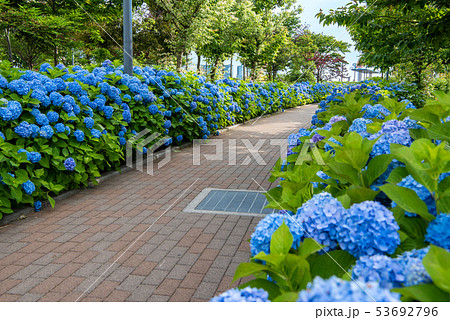 お台場　シンボルプロムナード公園の紫陽花 53692796
