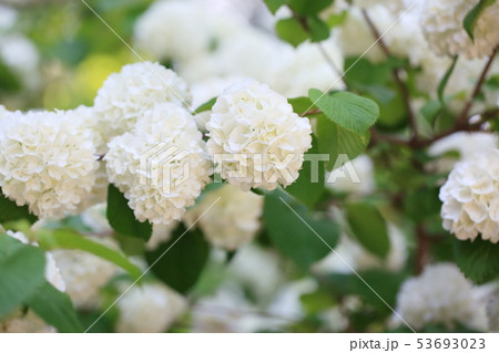オオデマリの花 53693023