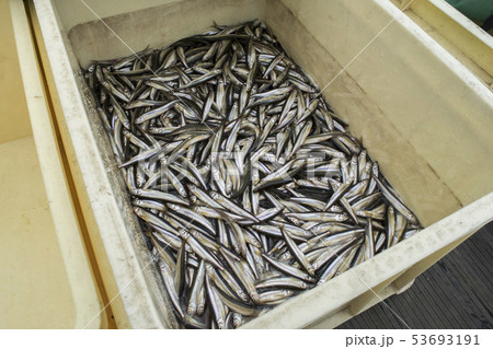 わかさぎ 53693191