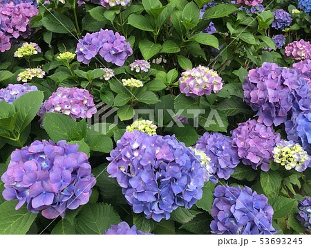 紫陽花 花 植物 6月 梅雨 雨 イメージ 写真 紫陽花 花 植物 6月 梅雨 雨 イメージ 写真 53693245