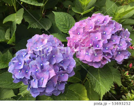 紫陽花 花 植物 6月 梅雨 雨 イメージ 写真 紫陽花 花 植物 6月 梅雨 雨 イメージ 写真 53693252