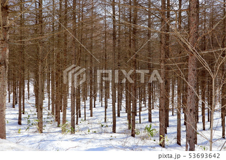 植林 植林 53693642