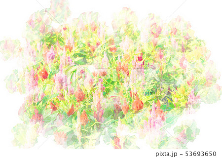 ケイトウの花々　水彩画風 53693650