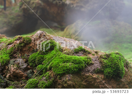 Close up macro shot of beautiful healthy greenmoss Close up macro shot of beautiful healthy greenmoss 53693723