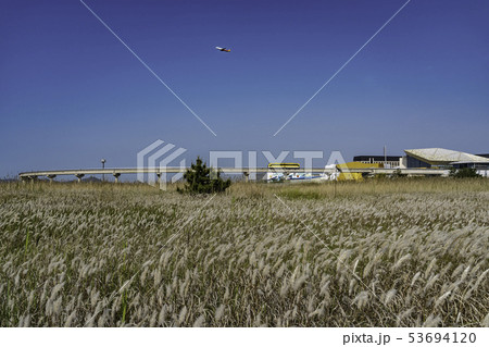 草原 植物 フル 53694120