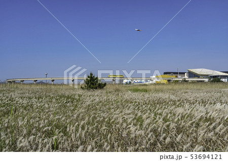 草原 植物 フル 53694121